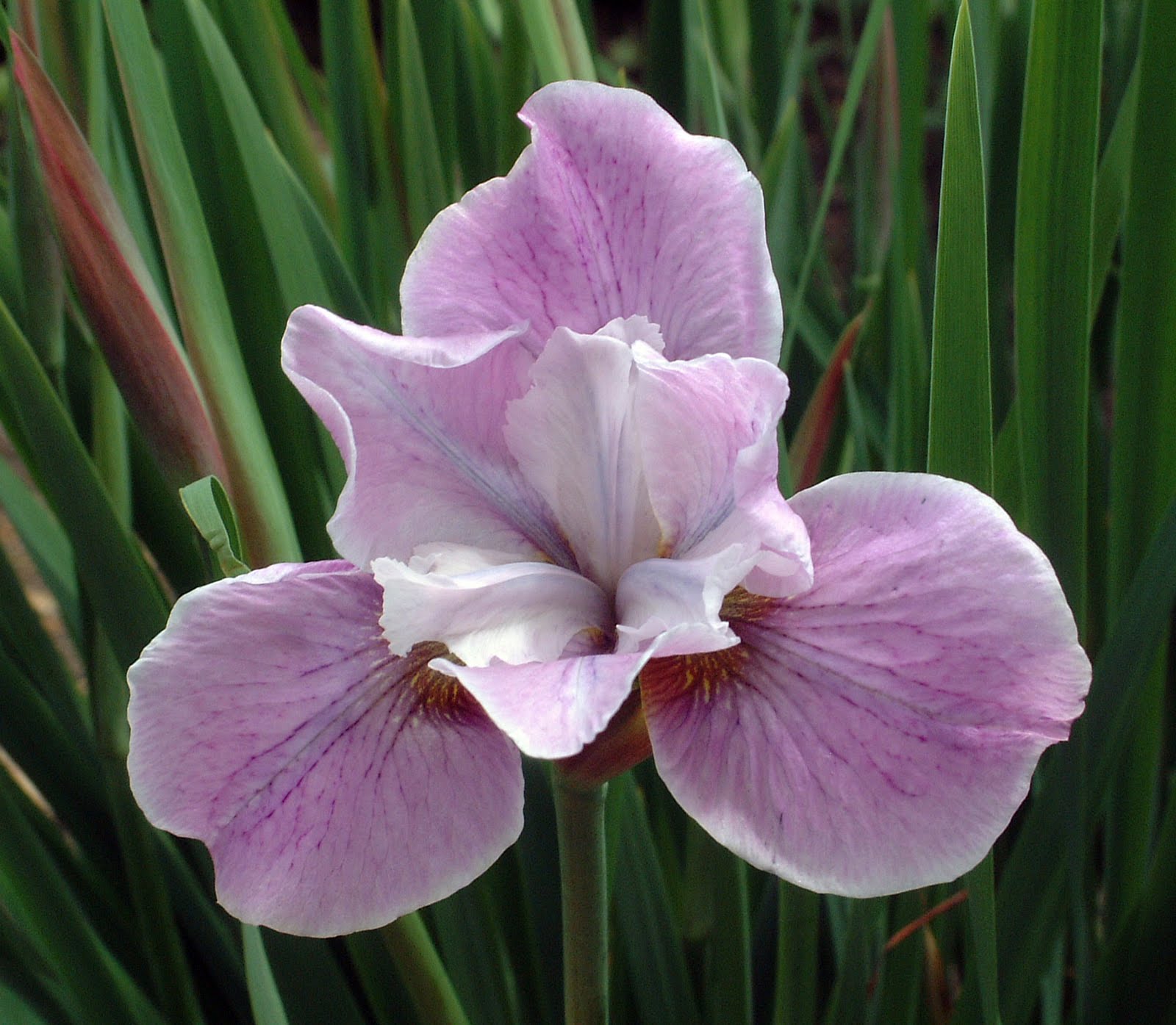 Ирис sibirica Pink